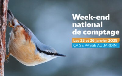 Week-end national de comptage des oiseaux des jardins